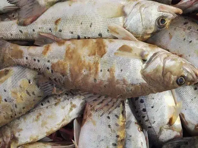 深秋水霉來襲，避開這三顆雷