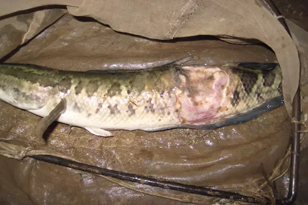 水反底生魚(yú)爛身，需解毒增氧內(nèi)服