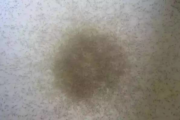 苗不成功、成活率低、長不大的原因很可能是這個